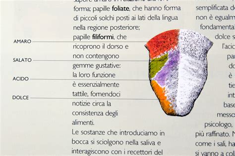 hermes zone sulla lingua|Ulcere e sporgenze della lingua .